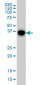 MAPK13 / p38delta Antibody (clone 1E11)